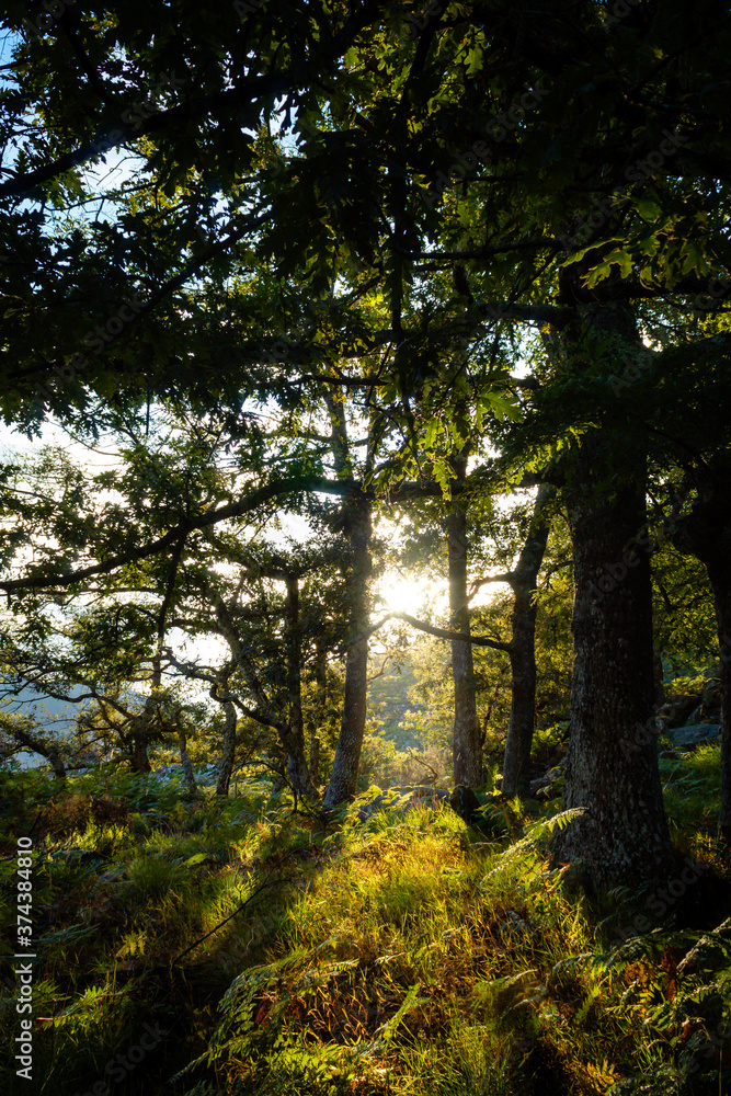 Los últimos rayos del sol atraviesan entre los troncos de los árboles del bosque.