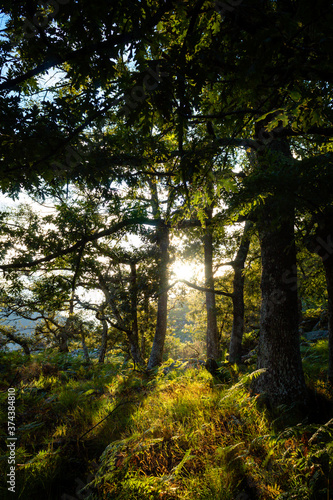Los últimos rayos del sol atraviesan entre los troncos de los árboles del bosque. © iabegega