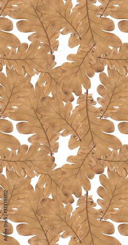 Pattern old dry yellow autumn oak leaves on a white background.