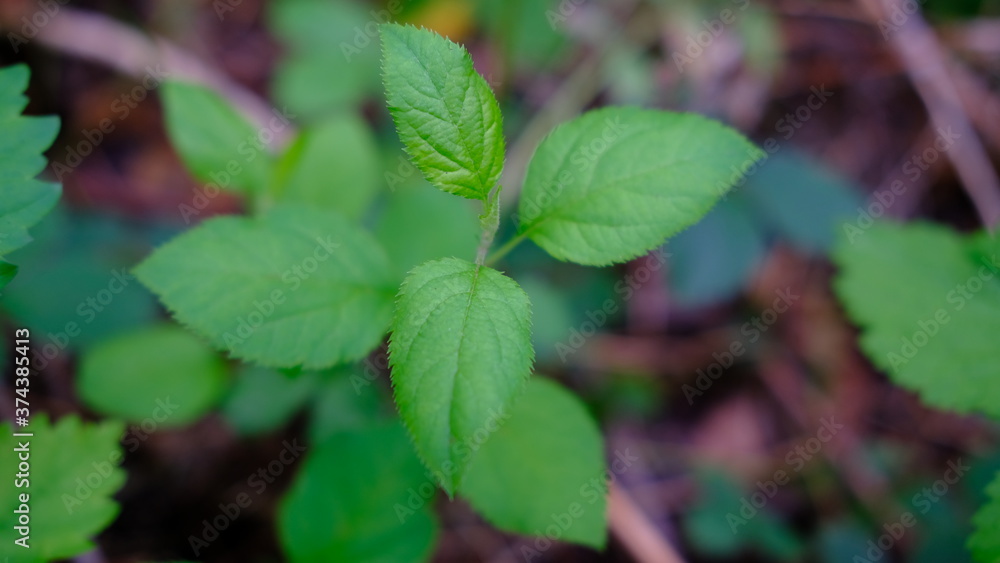 fresh green leaves fresh green leaves