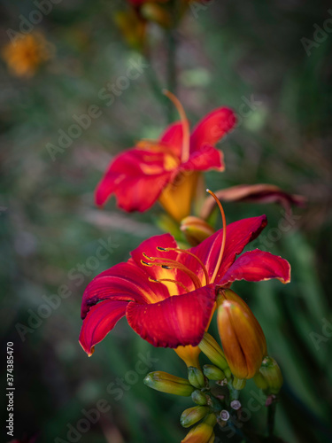 Two red lily flowers in full bloom growing upward on green leaf backgrounds