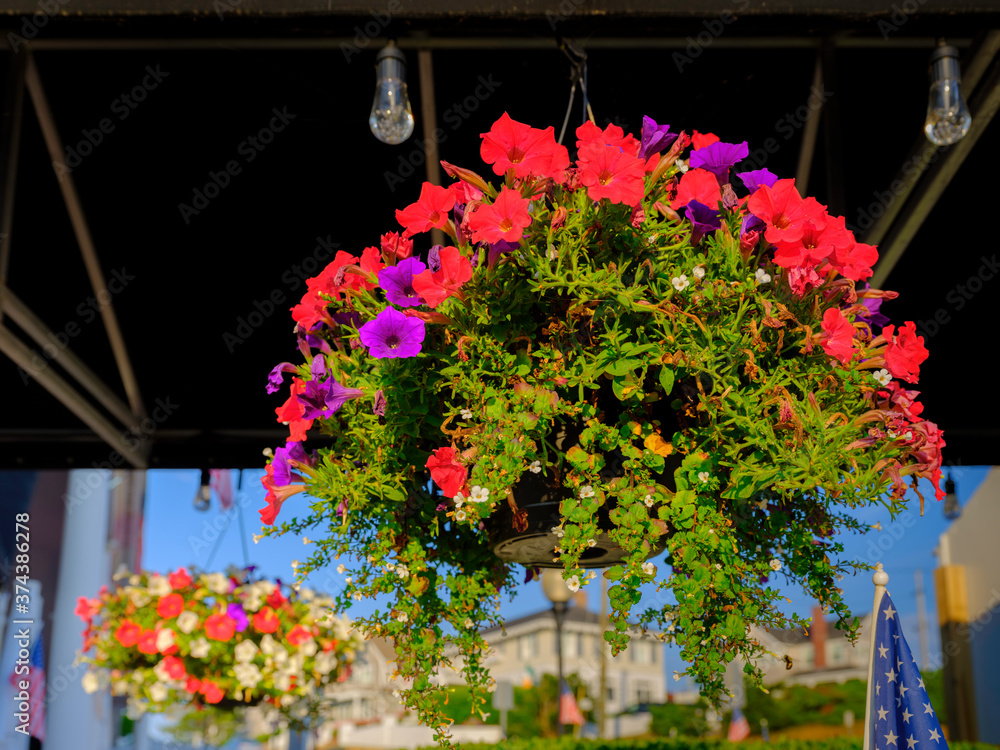 Red and purple petunia flower basket hanging under the outdoor ceiling lights