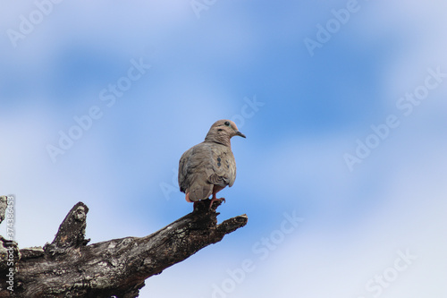 vulture perched on a tree