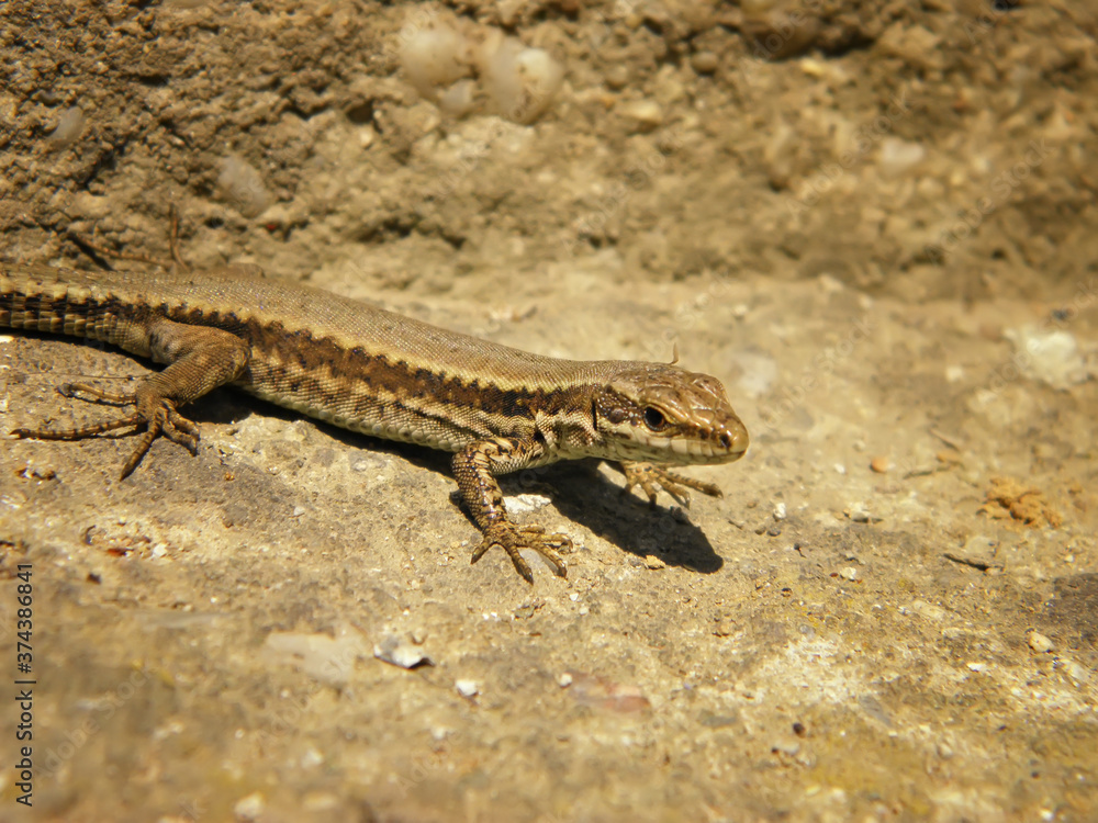A beautiful lizard watches the sun. A beautiful creation of nature. A beautiful lizard watches the sun. A beautiful creation of nature.