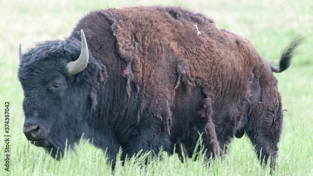 Old bison grazing on a field near Boulder in Colorado
