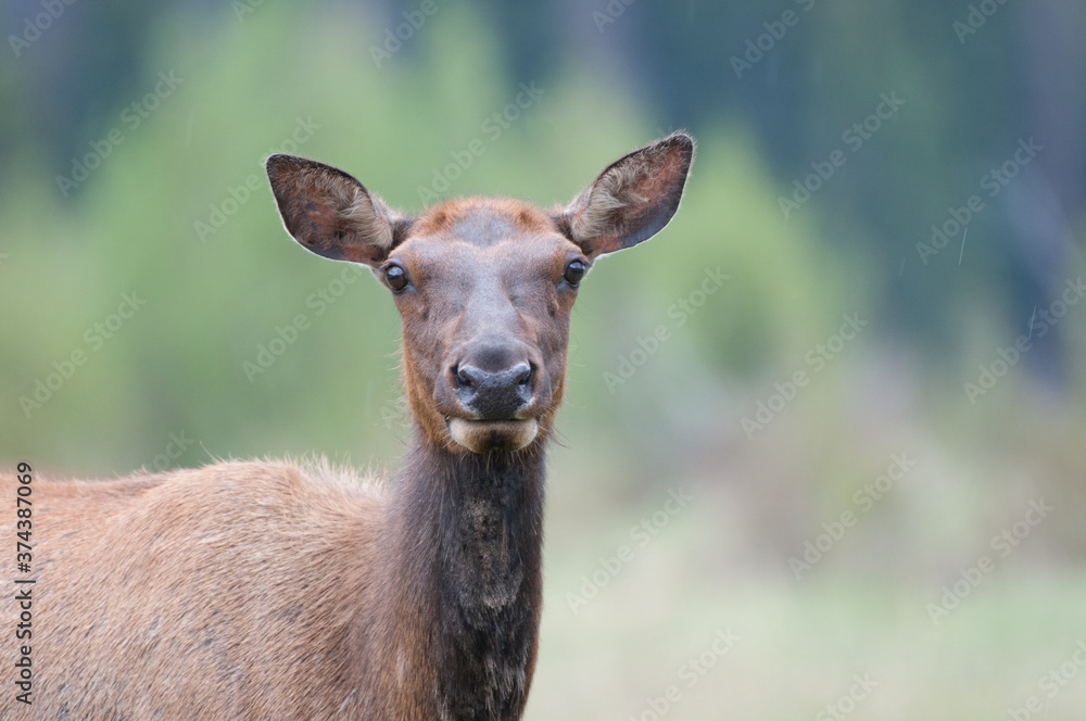 deer in the woods in Rocky Mountain National Park in Colorado