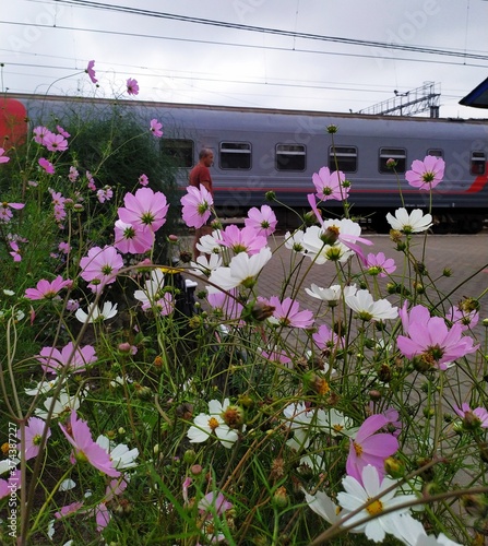 flowers in the garden near the train platform on the railway station photo