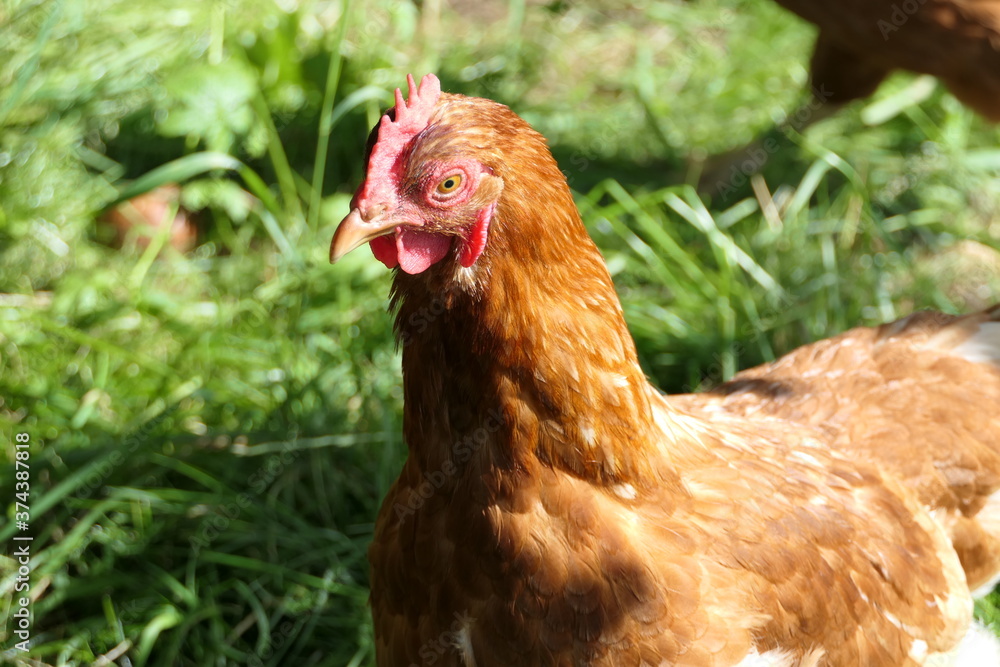 Fototapeta premium Head of a free-range chicken