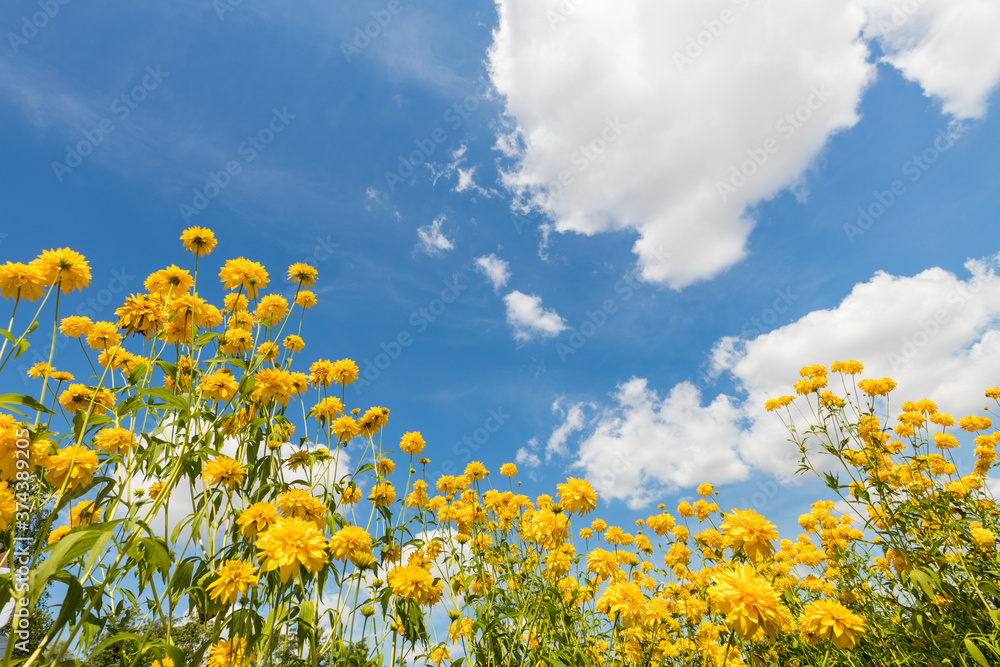 Landscape. yellow flowers growing in the meadow, view from below against the backdrop of clouds in the blue sky