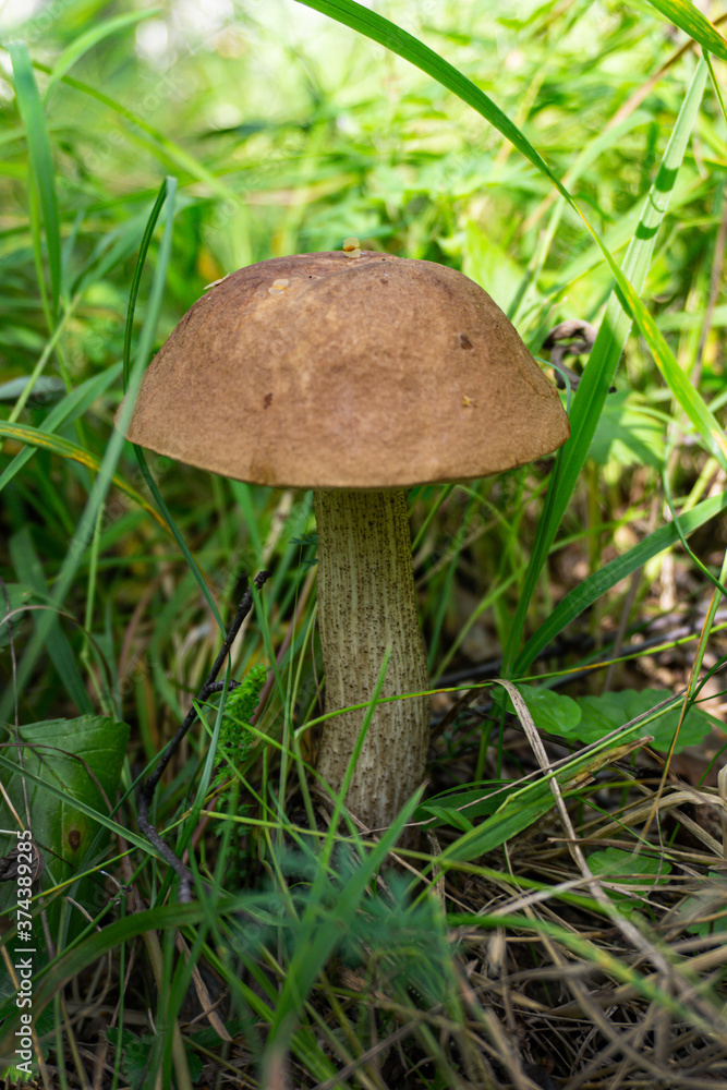Boletus mushroom in the sunny green grass. Brown cap boletus close-up. Boletus mushroom in the sunny green grass. Brown cap boletus close-up.