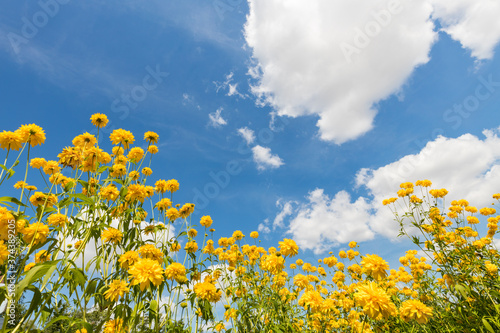 Landscape. yellow flowers growing in the meadow, view from below against the backdrop of clouds in the blue sky