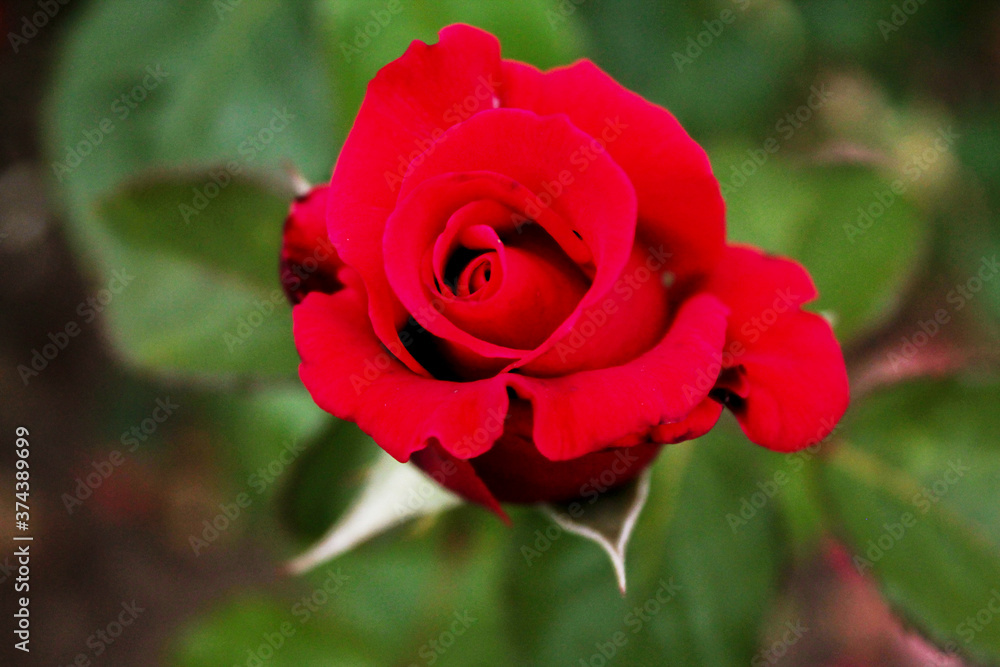 Delicate red rose sparkles at the ball of life Delicate red rose sparkles at the ball of life