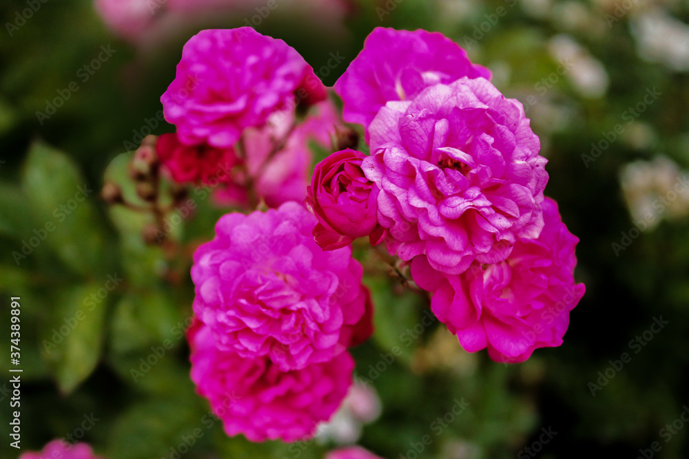 A bouquet of soft purple roses sparkles in the sun