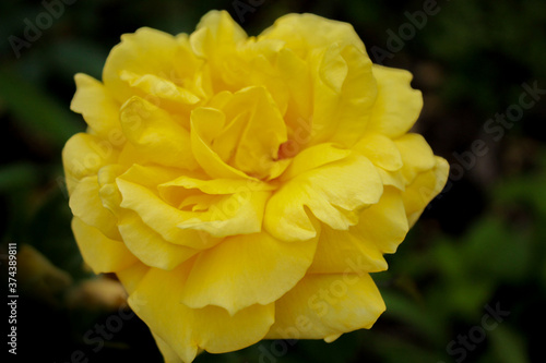 A large yellow rose sways in a light breeze