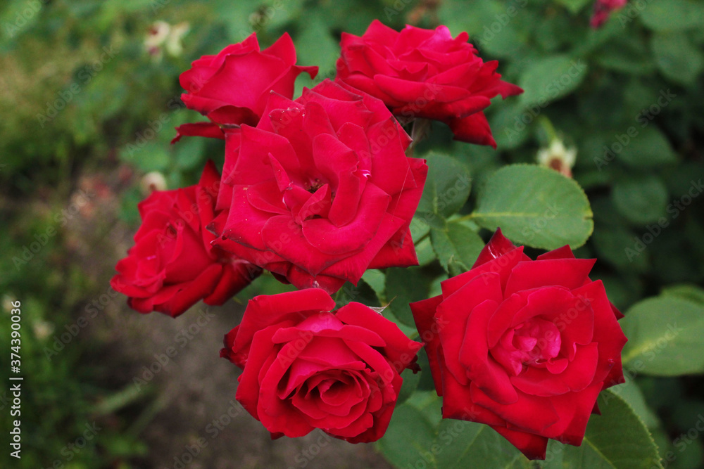 Delicate red roses are getting ready to sleep Delicate red roses are getting ready to sleep