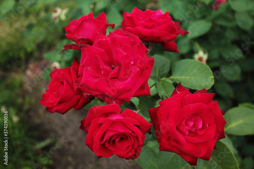 Delicate red roses are getting ready to sleep