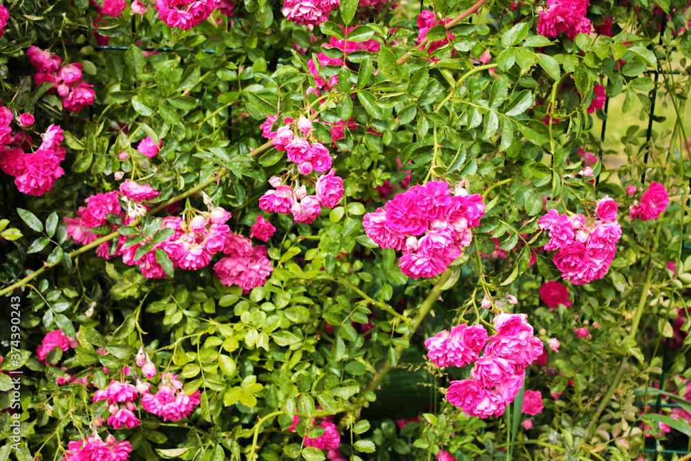 Indescribable beauty of a bush with delicate and beautiful roses