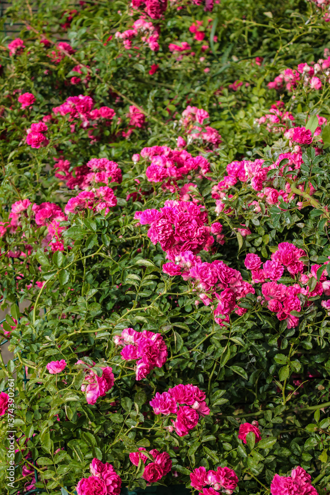 Colorful mystery of bright pink roses