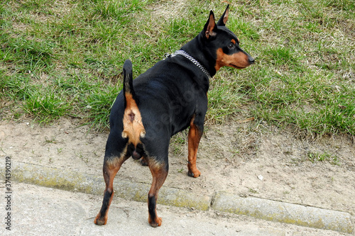 super energetic miniature pinscher dog named Carlos who lives in the city of Bia  ystok in Podlasie  Poland