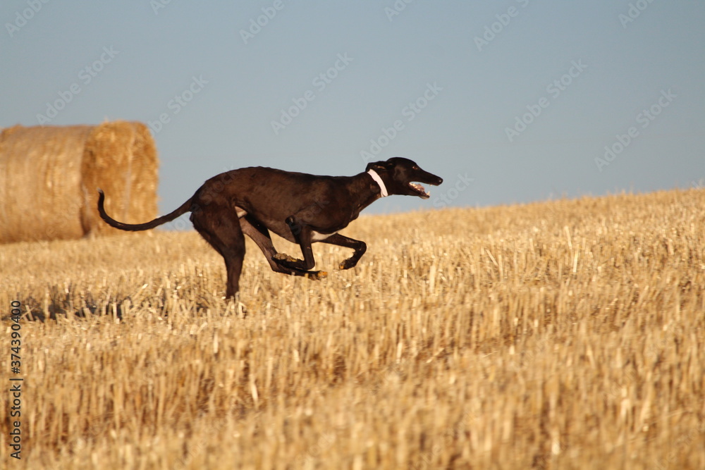 Spanish greyhound in mechanical hare race in the countryside Spanish greyhound in mechanical hare race in the countryside