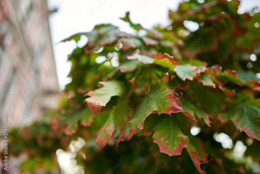Fototapeta premium Yellowing foliage. Blurred background, bokeh