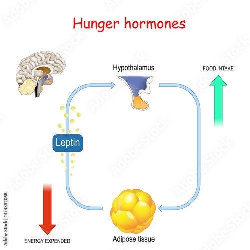 Appetite, leptin hormone and adipose tissue.