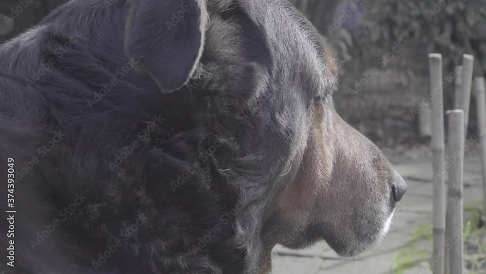Close up on the head of a Rottweiler in a nice light Close up on the head of a Rottweiler in a nice light