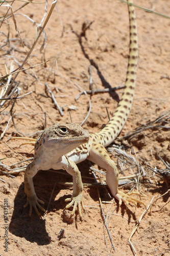 Long Nosed Leopard Lizard, Male, grand staircase escalante national monument, Utah