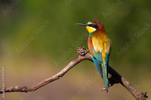 European bee eater, Merops apiaster, common bee-eater. Early sunny morning, the bird sits on an old dry branch.