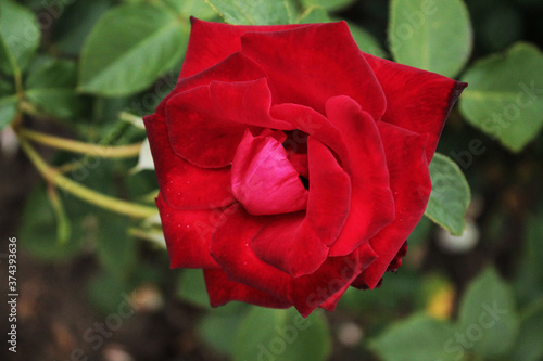 A large bright and rich red rose woke up and opened its bud photo