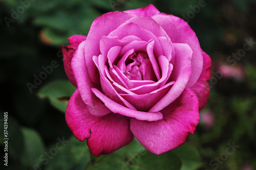 Beautiful bud of a delicate purple rose flaunts in the wind