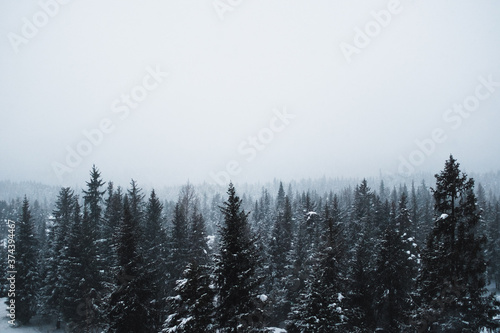 Snowy landscape