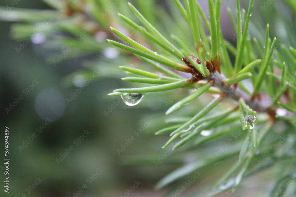 Dewdrop Dewdrop