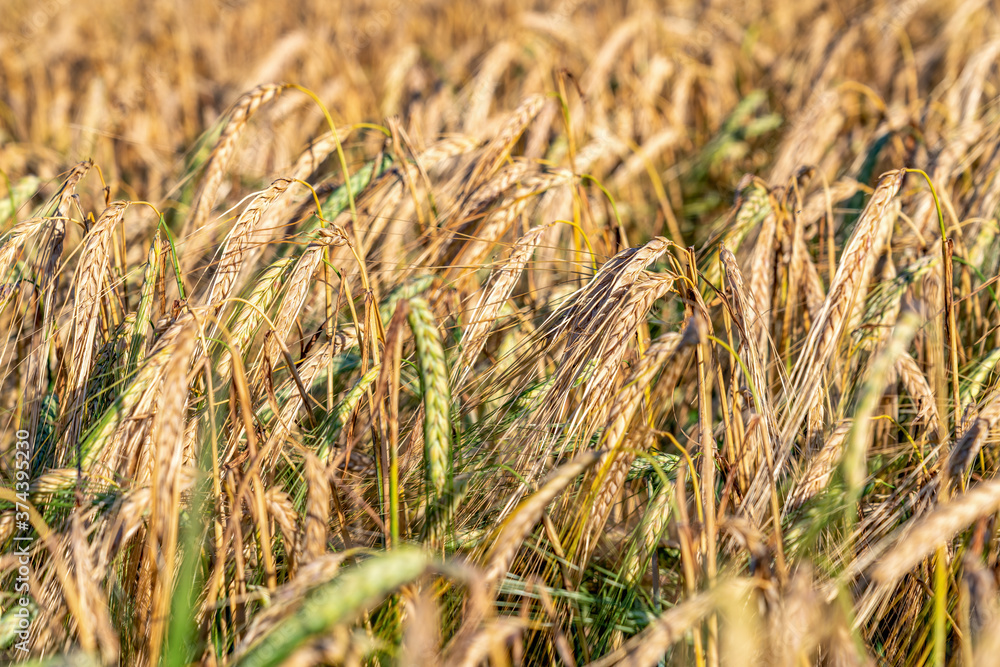 Fototapeta premium Golden ripe rye ears, summer field before harvesting, harvest time, Agriculture industry. Close up photo