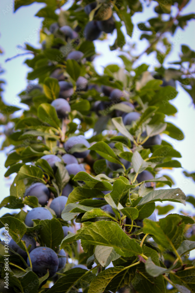 Vertical shot branches with lots of blue plums and lots of leaves. Vertical shot branches with lots of blue plums and lots of leaves.