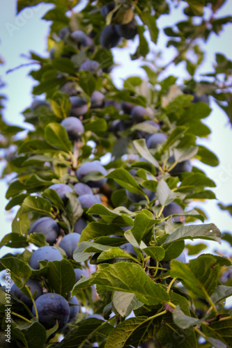Vertical shot branches with lots of blue plums and lots of leaves.
