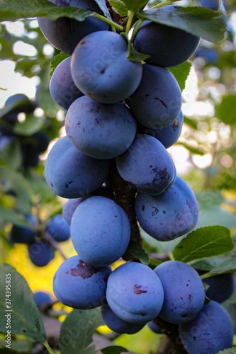 A large group of large ripe blue plums. Vertical shot of plums.