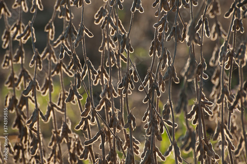 PLantação de soja transgênica em ponto de colheita photo