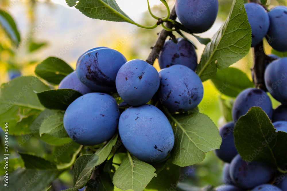 A group of blue ripe large plums on a branch in a plum orchard. Ripe blue plums on a branch. A group of blue ripe large plums on a branch in a plum orchard. Ripe blue plums on a branch.