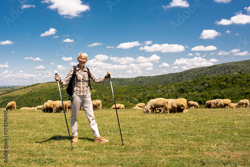 Bild auf Leinwand Active senior Caucasian woman hiking in high mountains with flock of sheep and b