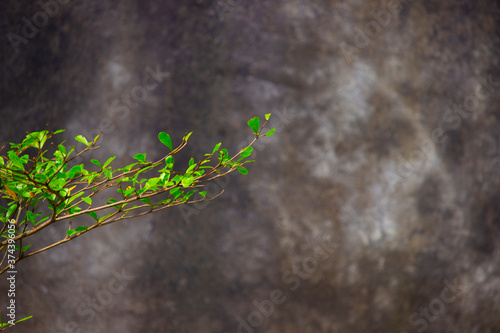 cement wall background with green leaves branch 