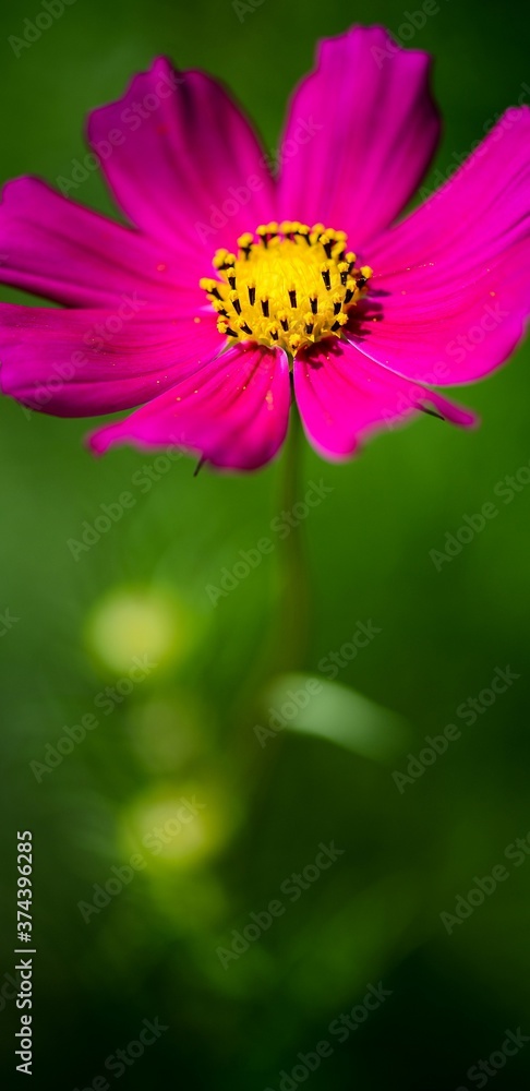 Obraz premium Pink flower