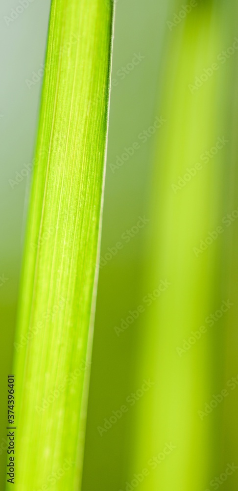 Close up of green grass Close up of green grass