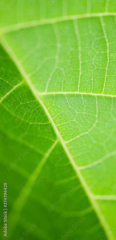 Green leaf texture 10 Green leaf texture 10