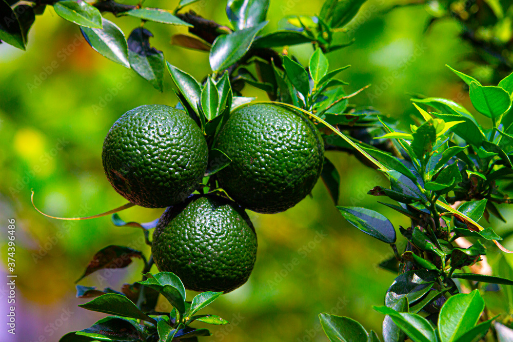 organic fresh green orange on the tree 