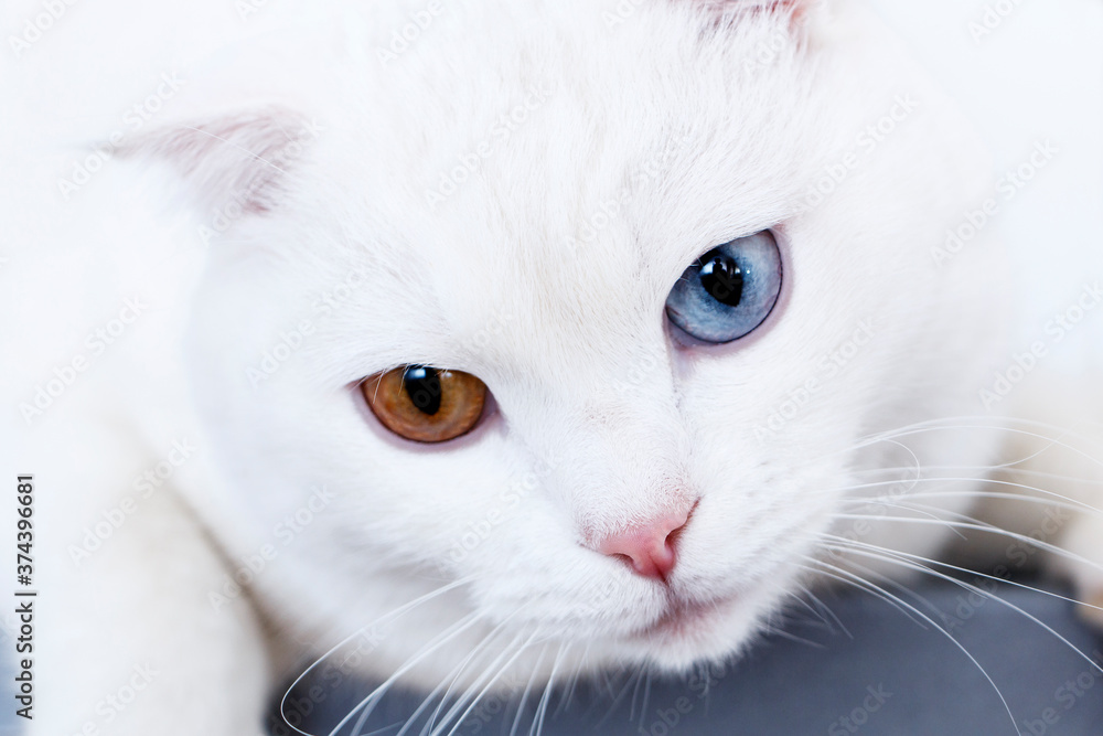 white cat with multicolored eyes