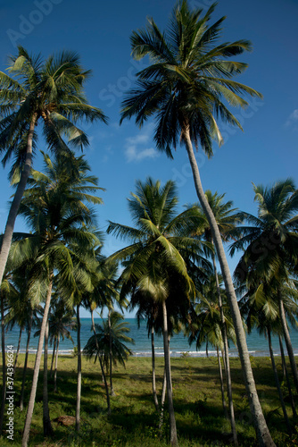 Coqueiros na praia Camacho