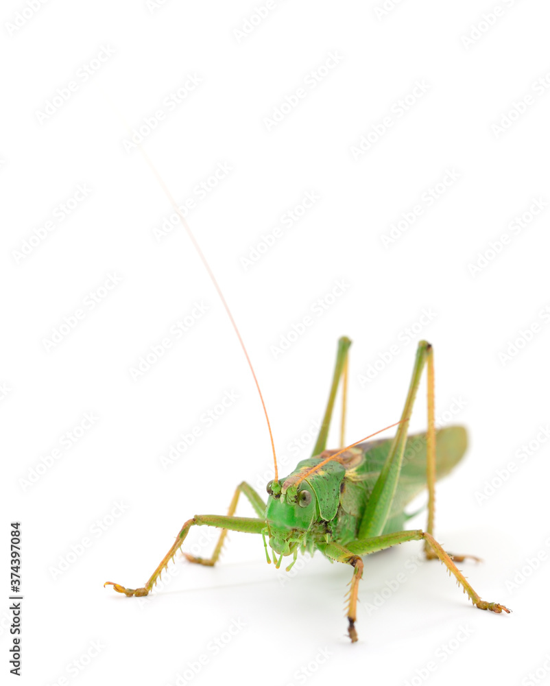 Locust isolated on white. Locust isolated on white.