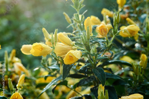 Oenothera, Candle at night, common names for large-flowered evening primrose and red-white evening primrose, soft focus, blur