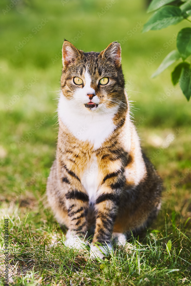 A beautiful domestic tabby cat with bright yellow eyes sits in the green grass